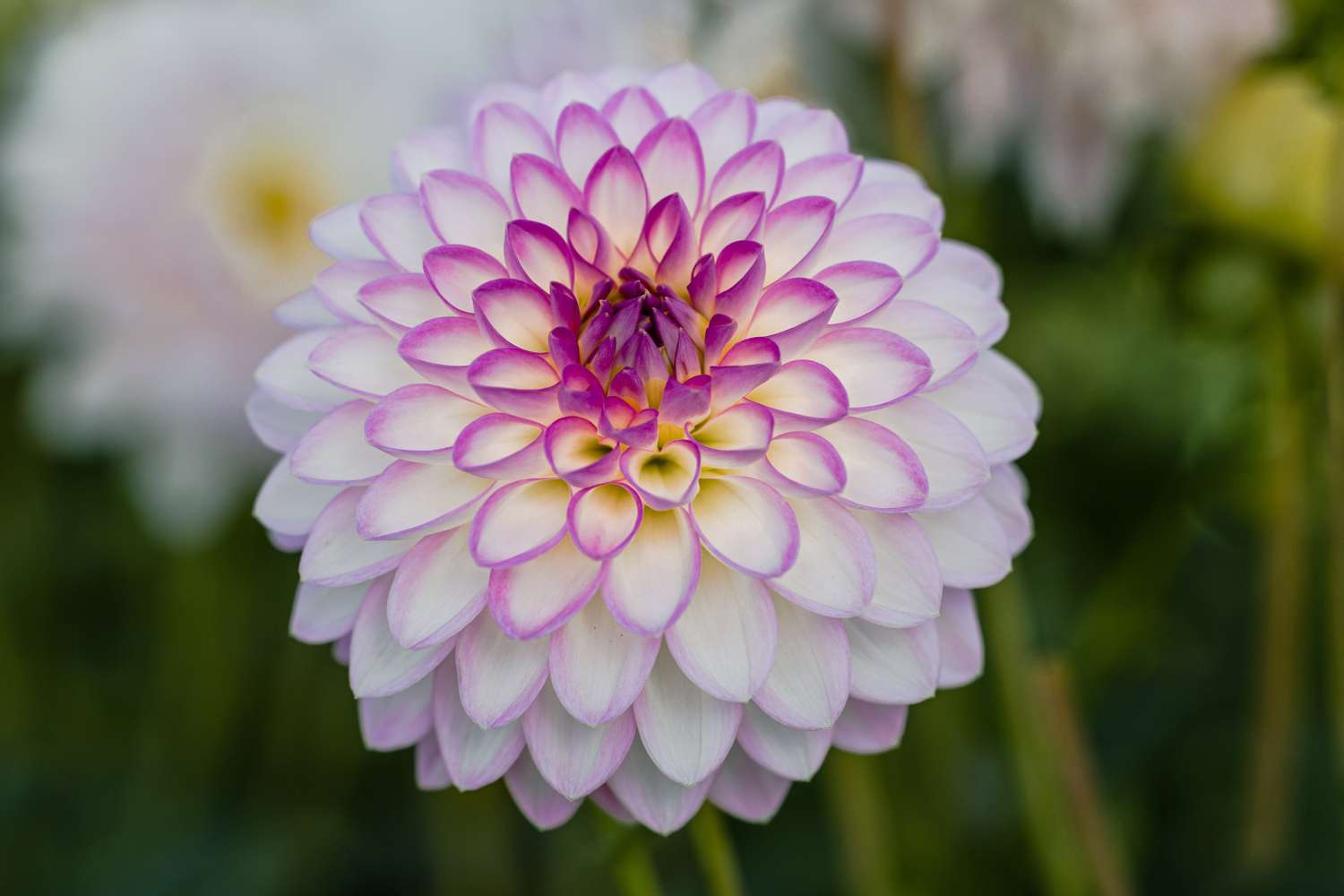 Dahlie 'Arbatax'